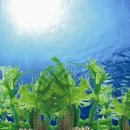 바다슈퍼 이미지