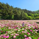 24.5.15 임실 작약꽃밭 이미지