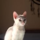 천안모아동물병원 이미지