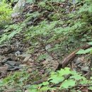 증산초등학교 | 민둥산 최단코스 주차 매점 돌리네 호수 장마철 실패후기