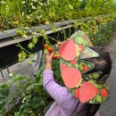 가나농장 | 용인 아기랑 가볼만한곳 포레스트벨 딸기체험농장 동물체험 세돌 아이 후기