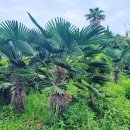 월정 산도롱펜션 이미지