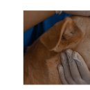 비엔동물전문의료센터 이미지