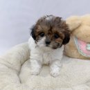 드림독 | 🐾인천강아지분양 직접 보고 나서 생각이 정리됐던 드림독 인천점 후기🐾