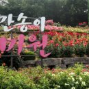 장미의거리8 이미지