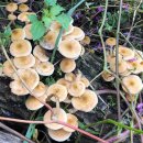 물밤농장 이미지