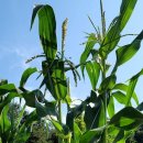 진군농장 이미지