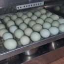 코코농장 2 이미지