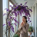 보라싸리 키우기 "6월 넘겨서 자르면 꽃눈 다 날아가요!" 타이밍 하나 바꾸고 꽃대 폭발시키는 법