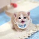 고양이전문점 허니캣 | 서울 먼치킨고양이분양, 귀여운 아이들이 가득한 캣프렌즈