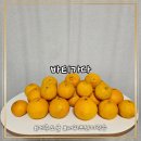 바티하우스 | 제주도 타이벡 감귤 가정용 노지 한라봉 배송 바티가다