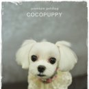 아롱펫샵 이미지