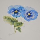 꽃그림 보타니컬아트 | 색연필 보타니컬예술교육원 전문자격증 취미 교육과정 보타니컬아트 꽃그림배우는곳