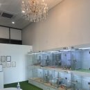 캣리포니아 이미지