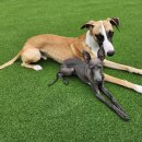 라인하트 애견호텔 유치원 이미지