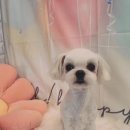 황실 애견미용 살롱 이미지