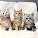 고양이분양 제나캣 화명점 이미지