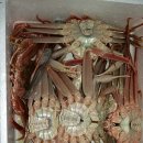 영덕대게 이미지