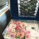 땅트플레르