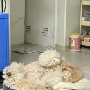 아지야 놀자 이미지