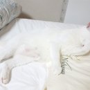 레오그루밍 이미지