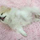 금오동물병원 이미지