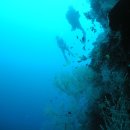 [세부자유여행] 11월04일(토)~ 11월 9일(목) 카모테스 섬으로 펀 다이빙 갑니다. 이미지