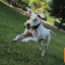 독스하트 이미지