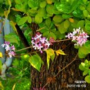 수수꽃다리 이미지