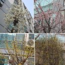 진달래밥상 이미지