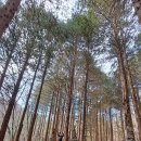 상관편백숲길 이미지