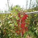 효제농장 이미지