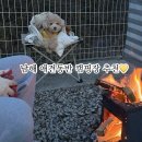 남해포레스오토캠핑장 | [애견동반]남해포레스오토캠핑장! C1 2박 3일 솔직후기
