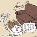 돼지게티 이미지