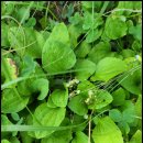 신장농장 이미지