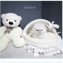 관저펫미용 | 대전포메라니안분양 대전포메분양 다양했어요!