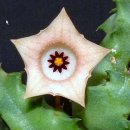 stapelia 속 다육식물들~ 이미지