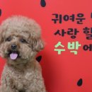 몽구네 애견유치원 이미지