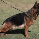 아마존애견사 이미지