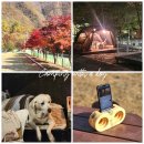 추억 만들기 캠핑장 | 강원도 애견동반 캠핑장 대형견 정선 펫캠핑장 목재체험장 스피커만들기