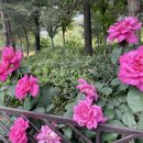 아이엠도넛전주 이미지