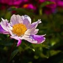 중유초등학교 이미지