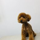 더사랑할개 이미지