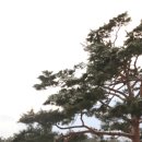 곰의전설 이미지