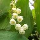 야생화답사 이미지