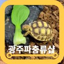 광주파충류샵 안녕크레 크레스티드게코 분양 솔직후기