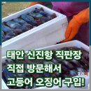 중도매인 7번 | 태안 신진항 고등어 오징어 구입 싱싱당부 안흥수산!