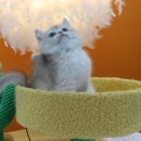 캣그램 광주 고양이분양 이미지