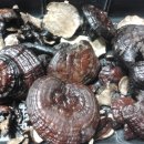 수원-0658 이미지