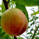 용택농장 이미지